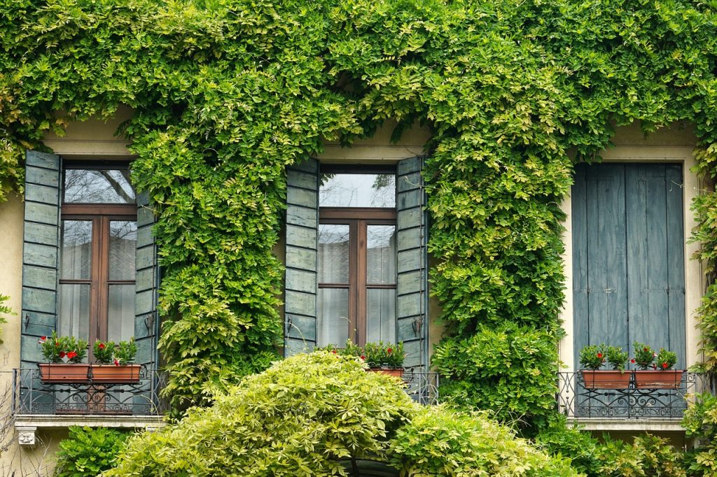 Image of countryside property with window windows and shutters and ivy growing across it